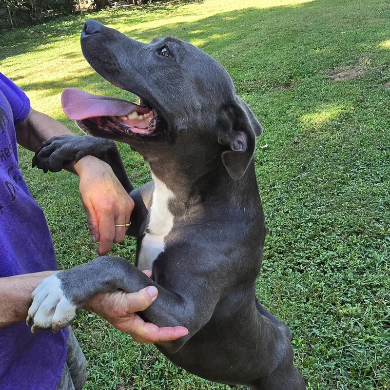 An adult medium-sized female Gray / Blue / Silver Pit Bull Terrier dog named Truly for adoption in Arlington, TN