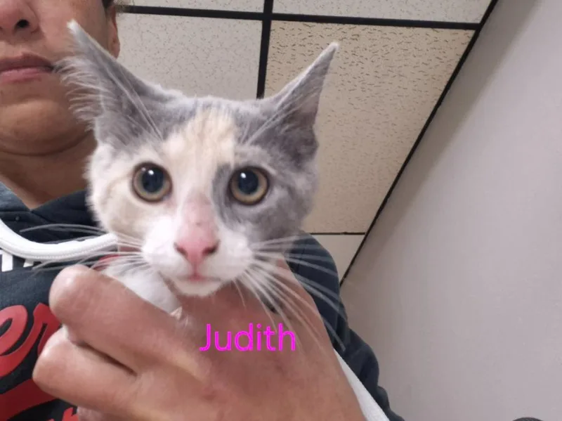 Judith