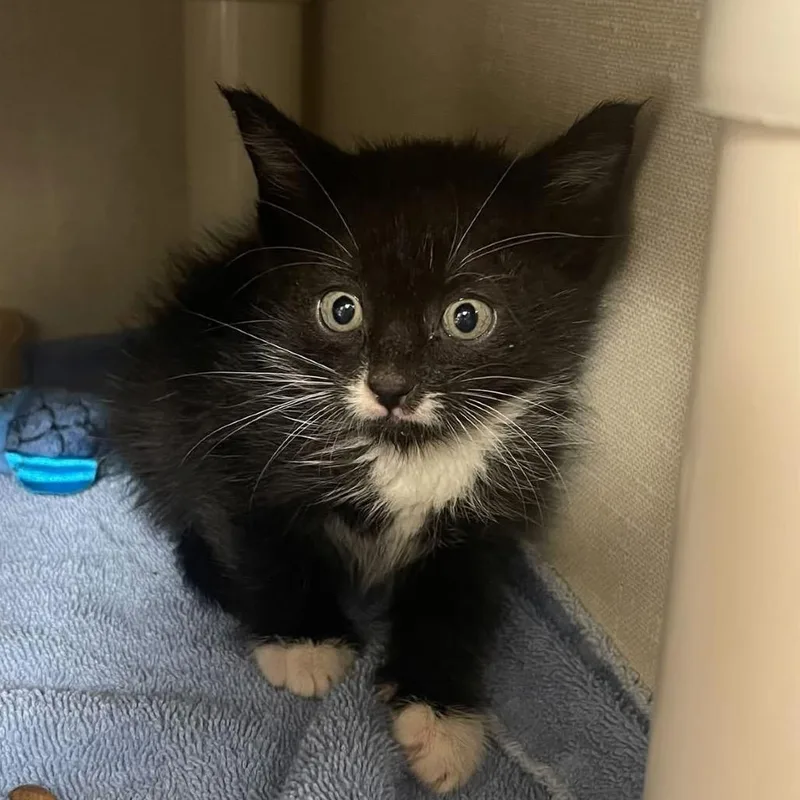 A baby small-sized male Black Domestic Short Hair cat named Churu for adoption in Mentor, OH