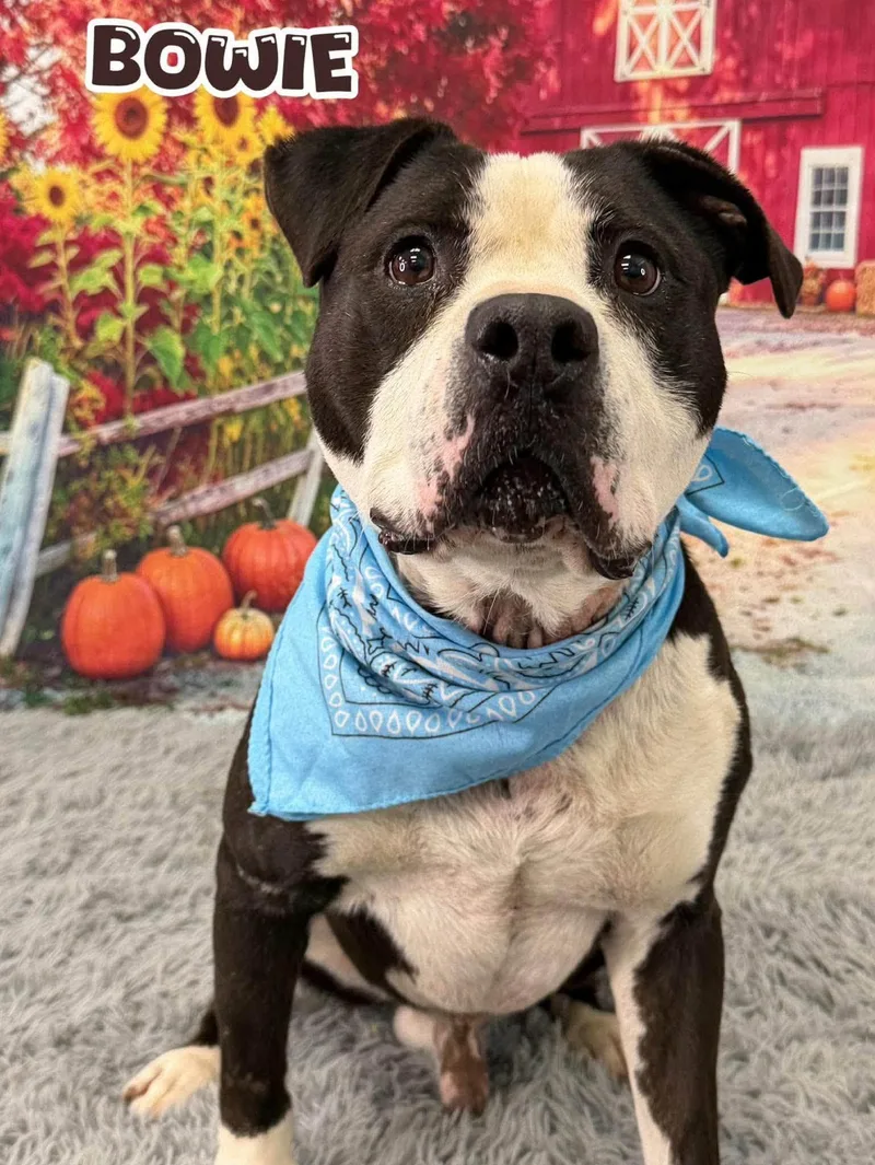 An adult medium-sized male Black Mixed Breed dog named Bowie for adoption in Flint, MI