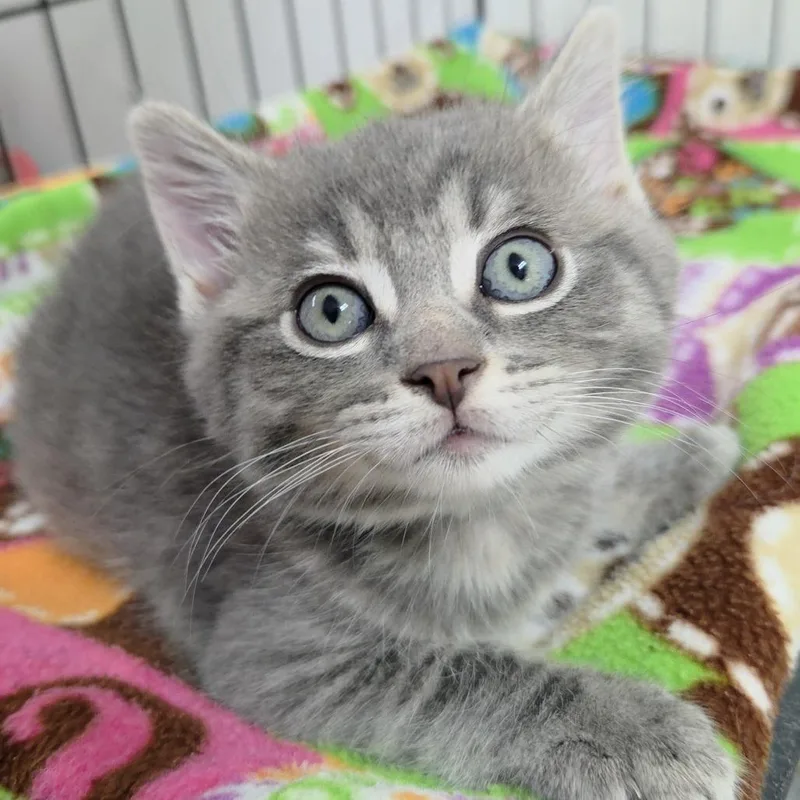 A baby small-sized male Domestic Short Hair cat named Samuel for adoption in Allyn, WA