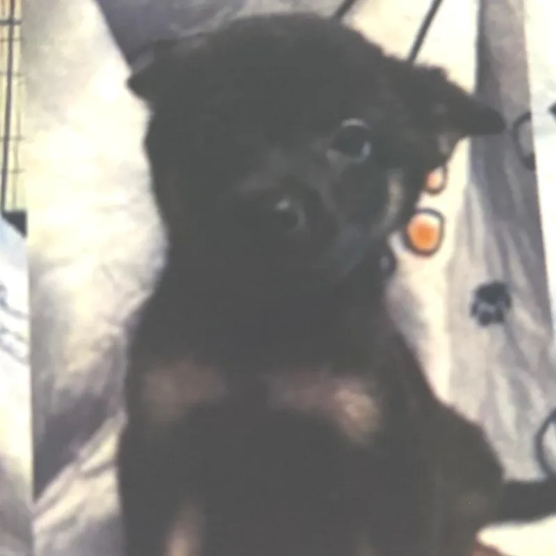 A baby small-sized male Black Labrador Retriever dog named Sage for adoption in Newark, DE