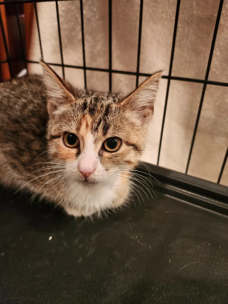 A baby medium-sized female Dilute Calico Domestic Short Hair cat named Marie for adoption in Lewis Center, OH