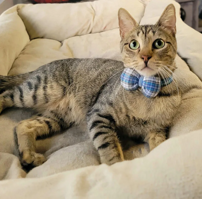 A young medium-sized male Tabby cat named Jack Henry sweetaspie for adoption in Houston, TX