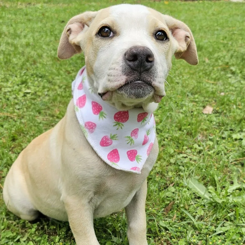 A baby medium-sized female Yellow / Tan / Blond / Fawn Mixed Breed dog named Naomi for adoption in BONIFAY, FL