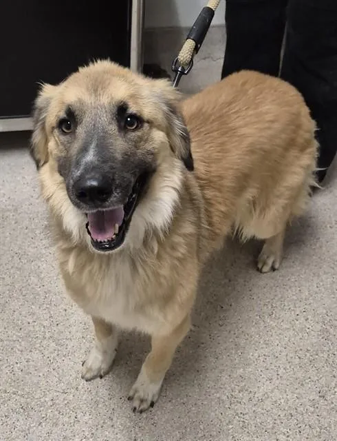 An adult small-sized female Shepherd dog named Vivi for adoption in Bakersfield, CA