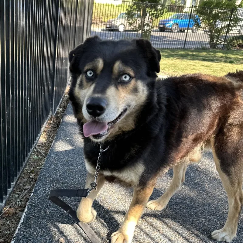 An adult medium-sized male Black Shepherd dog named Cypher  Ecas for adoption in Pleasanton, CA