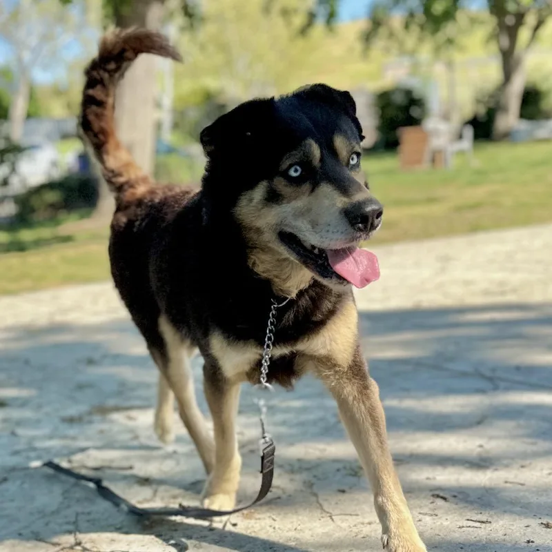 Cypher  Ecas thumbnail 5