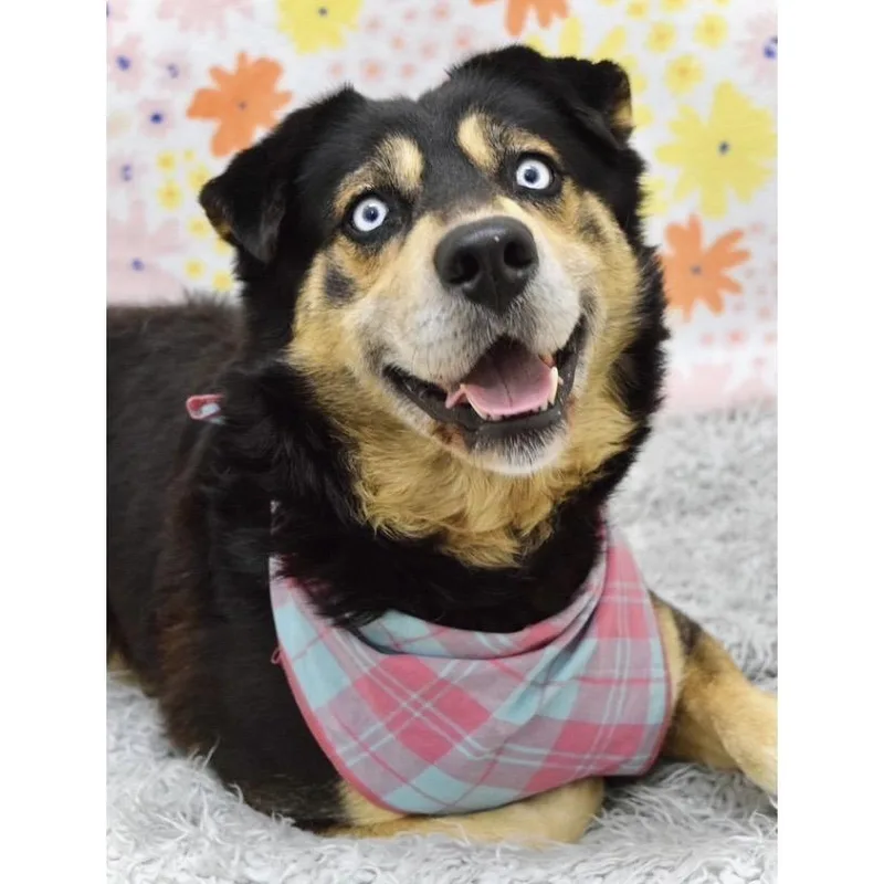 Cypher  Ecas thumbnail 6