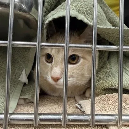 An adult small-sized male Domestic Medium Hair cat named Mew for adoption in Wheaton, IL