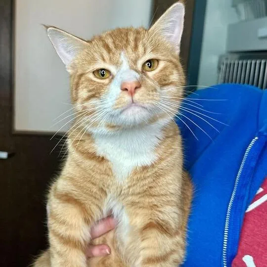 An adult large-sized male Orange / Red Domestic Short Hair cat named Thomas for adoption in Matteson, IL