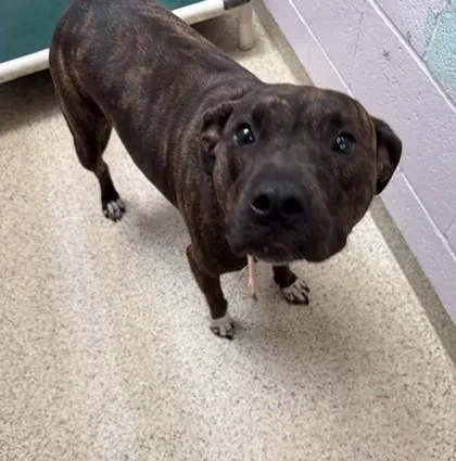 An adult large-sized female Terrier dog named Birdie for adoption in Conway, AR