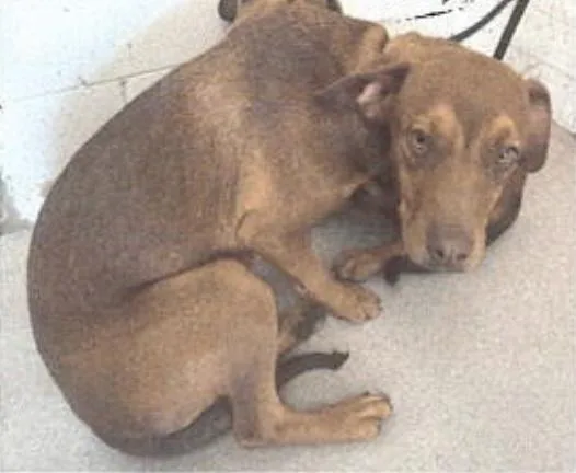 A young medium-sized female Hound dog named Leela for adoption in Bothell, WA