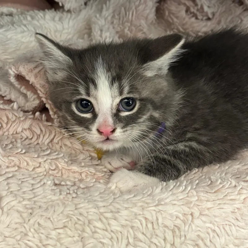 A baby small-sized male Gray / Blue / Silver Domestic Long Hair cat named Ravioli for adoption in Springfield, MA