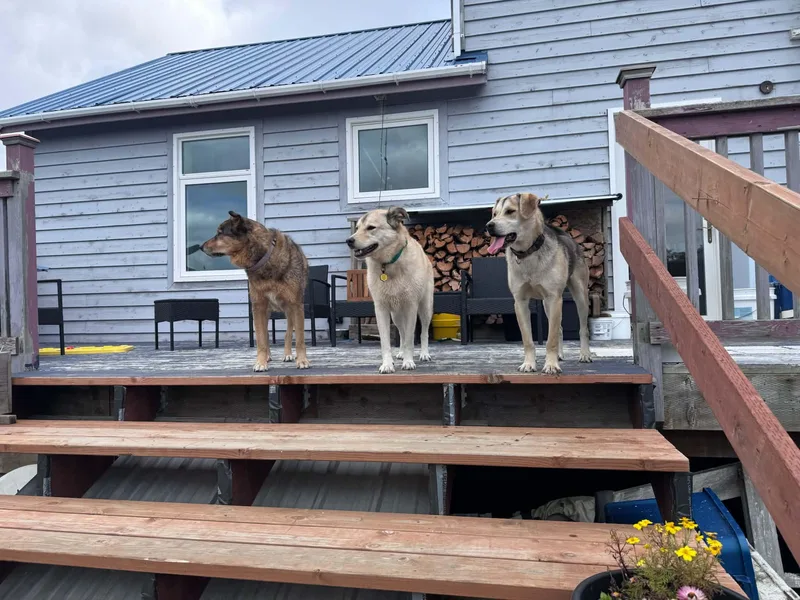 A young medium-sized male Husky dog named Cheeky for adoption in Bethel, AK