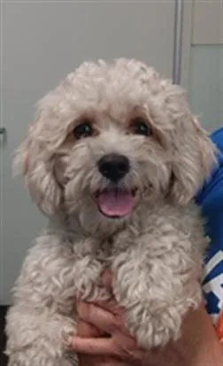 A young medium-sized female Poodle dog named Blanca for adoption in Los Angeles, CA