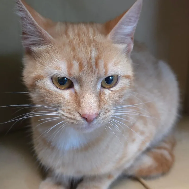 A young medium-sized female Orange & White Domestic Short Hair cat named June for adoption in Wiggins, MS