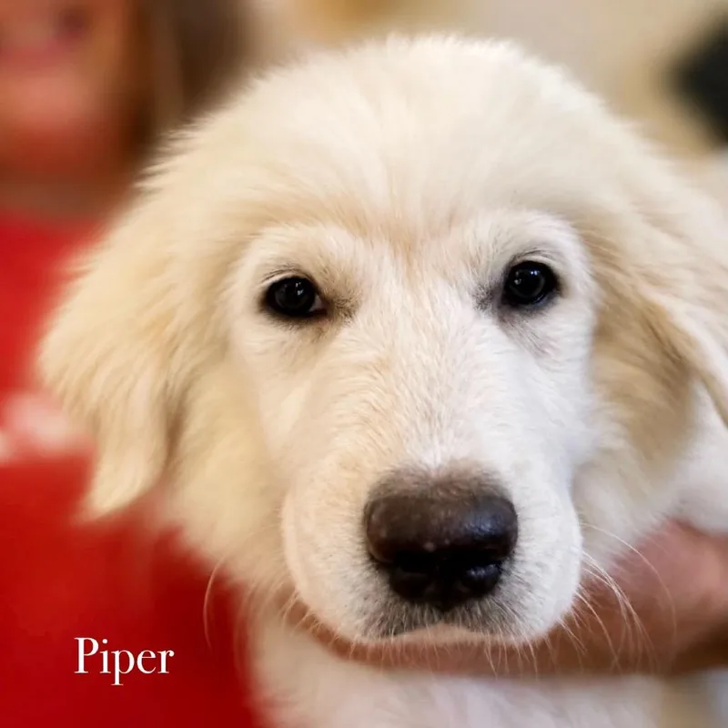 Piper thumbnail 4