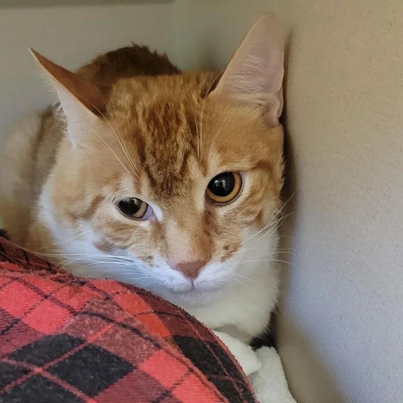 A young large-sized male Orange / Red Domestic Short Hair cat named Garfield for adoption in Wheeling, IL