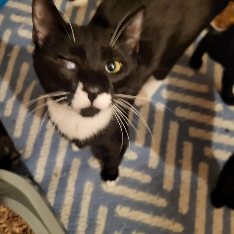 Figaro thumbnail 2