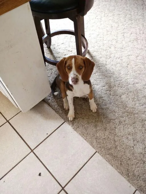 A young medium-sized male Beagle dog named Rubble for adoption in TULSA, OK