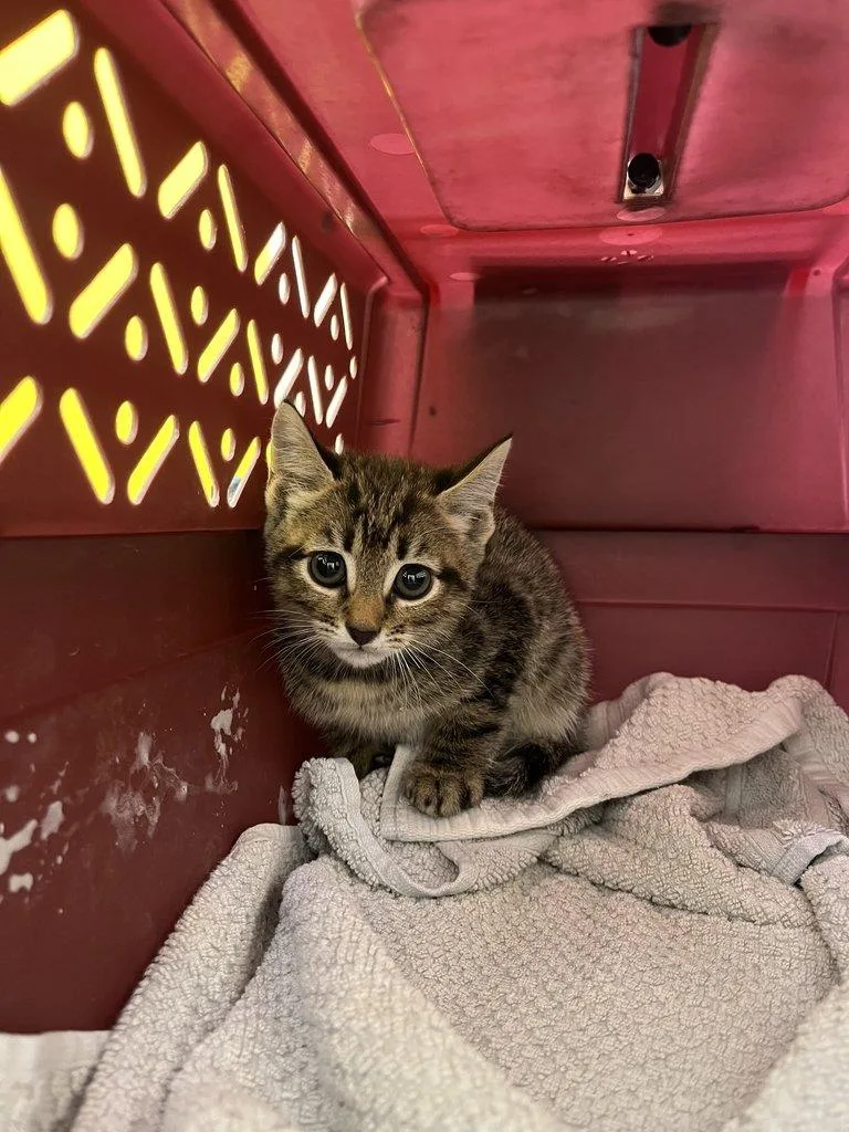 A baby small-sized male Tabby (Brown / Chocolate) Domestic Short Hair cat named Gonzo for adoption in Raleigh, NC