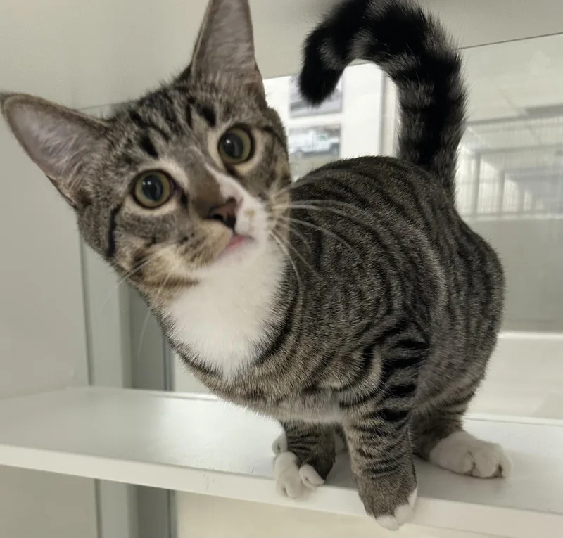 A baby small-sized female Domestic Short Hair cat named Gray Gray for adoption in Manassas, VA