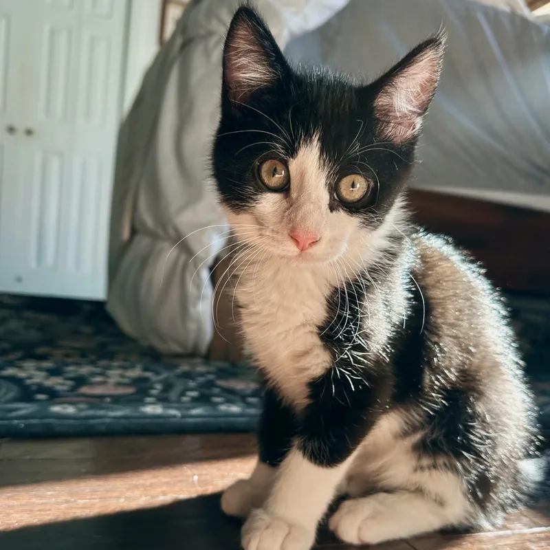 A baby small-sized male Black & White / Tuxedo Domestic Short Hair cat named Rafia for adoption in Richmond, VA