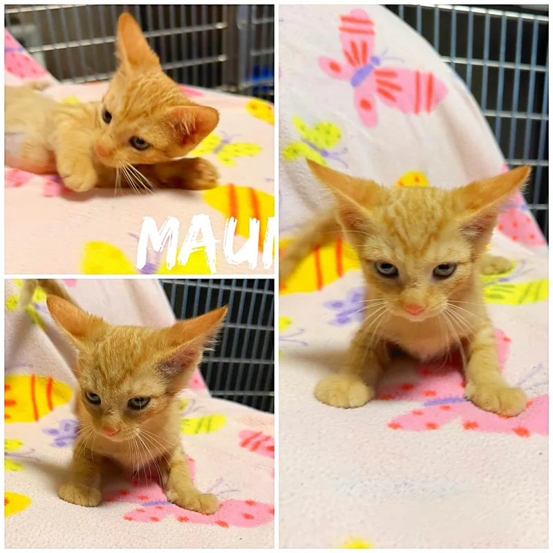 A baby medium-sized male Blue Point Domestic Short Hair cat named Maui for adoption in Saint James, MO