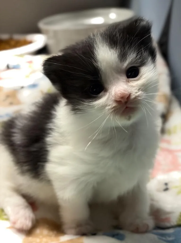 A baby medium-sized male Domestic Long Hair cat named Sage for adoption in Windsor, CT