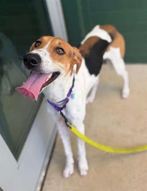 A young medium-sized male Foxhound dog named Roscoe for adoption in Leesburg, VA