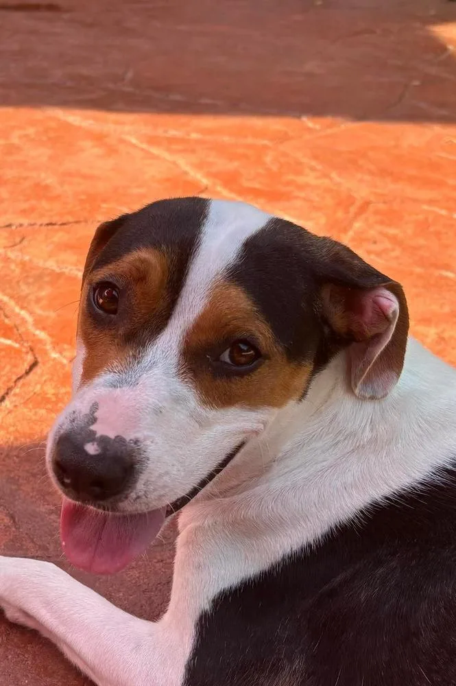 A young medium-sized female Beagle dog named Nanna for adoption in Willingboro, NJ