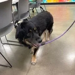 A senior large-sized male Black Australian Shepherd dog named Hoss for adoption in York, PA