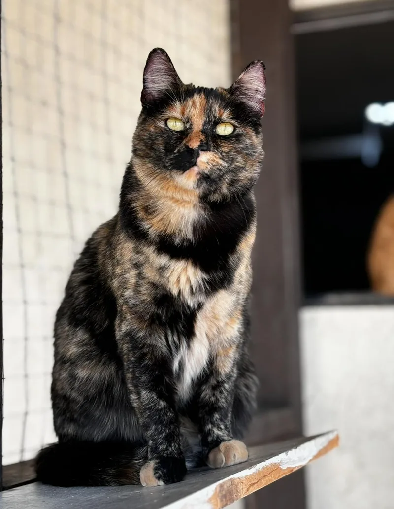 An adult large-sized female Tortoiseshell cat named Iris for adoption in Helendale, CA