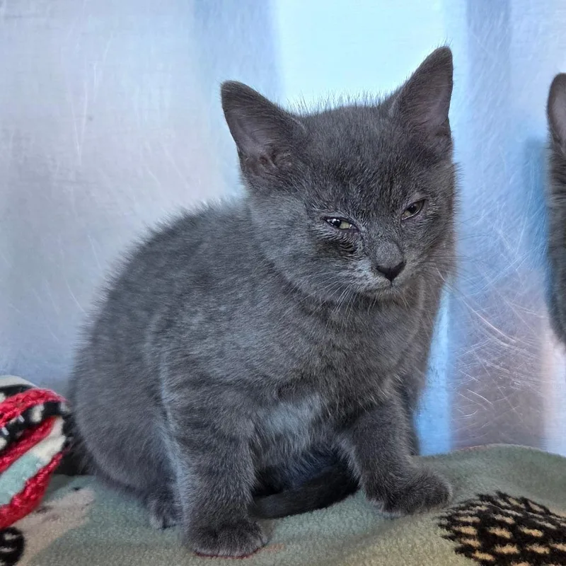 A baby small-sized male Gray / Blue / Silver Domestic Short Hair cat named Pascal for adoption in Asheville, NC