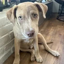 A baby medium-sized male Yellow / Tan / Blond / Fawn Catahoula Leopard Dog dog named Sparky for adoption in Marshall, TX