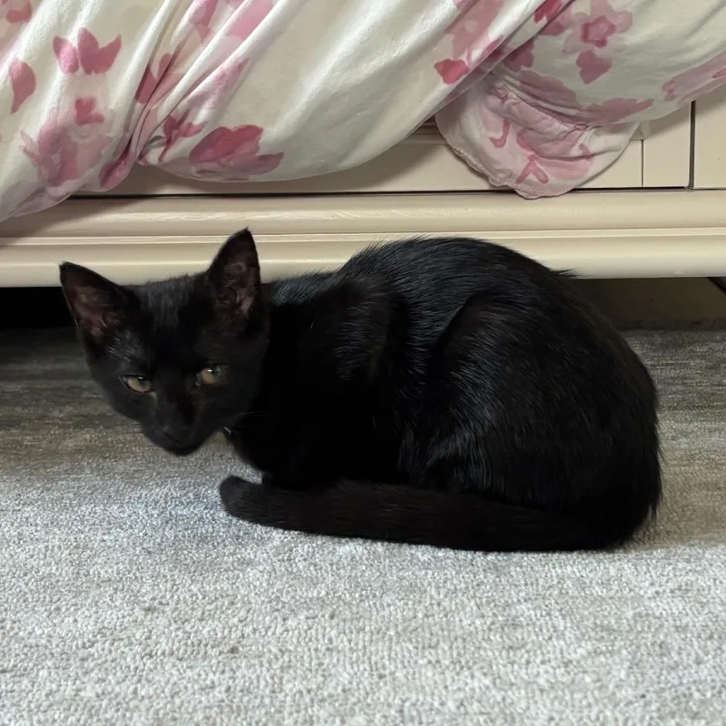 A baby small-sized female Domestic Short Hair cat named Olive for adoption in Medina, OH
