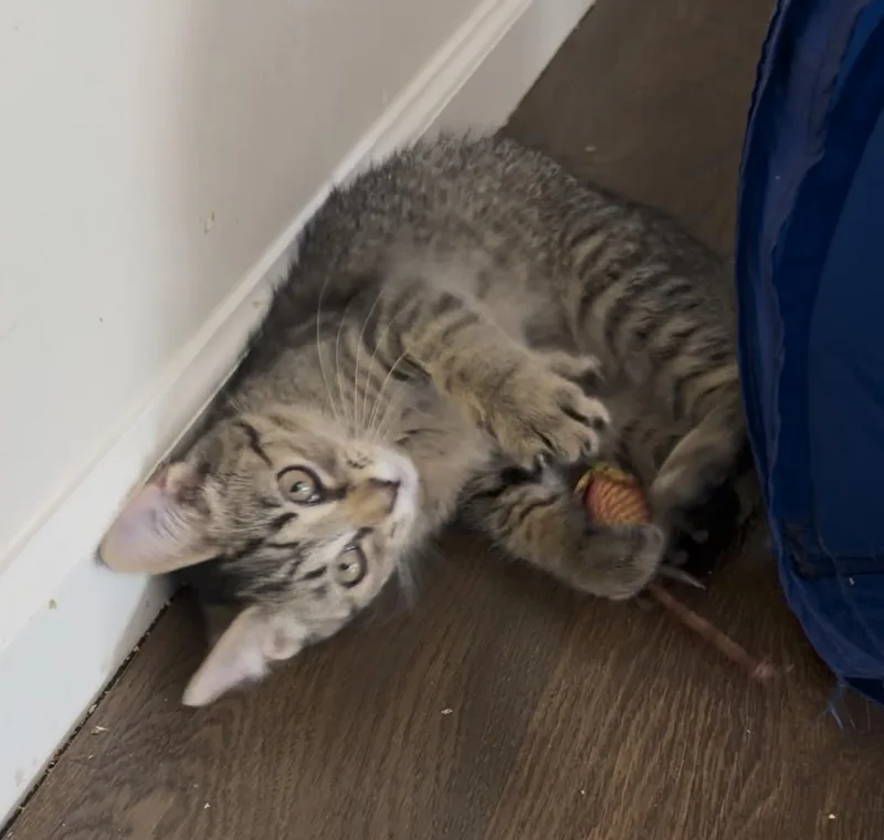A baby medium-sized female Tabby (Brown / Chocolate) Tabby cat named Twiggy for adoption in Harrisburg, PA