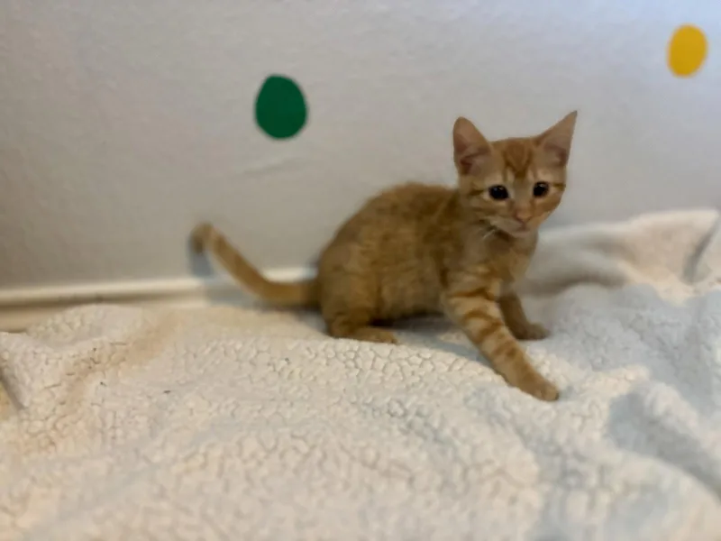 A baby medium-sized male Domestic Short Hair cat named Simba for adoption in Plano, TX