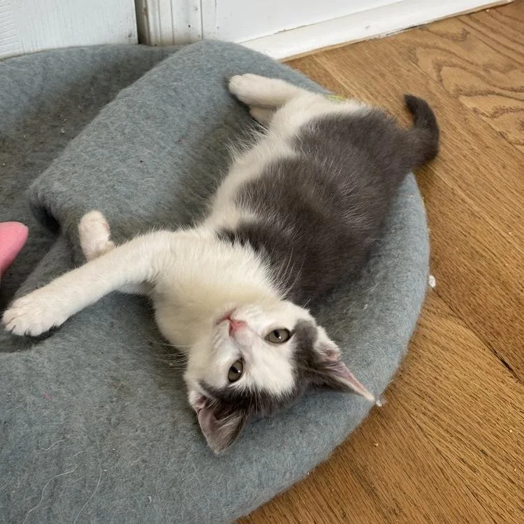 A baby small-sized male White Domestic Short Hair cat named Bialy for adoption in Long Island City, NY