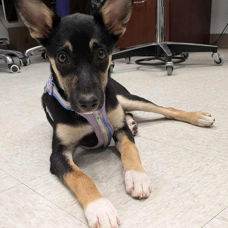 A baby medium-sized female German Shepherd Dog dog named Mavis for adoption in Krum, TX