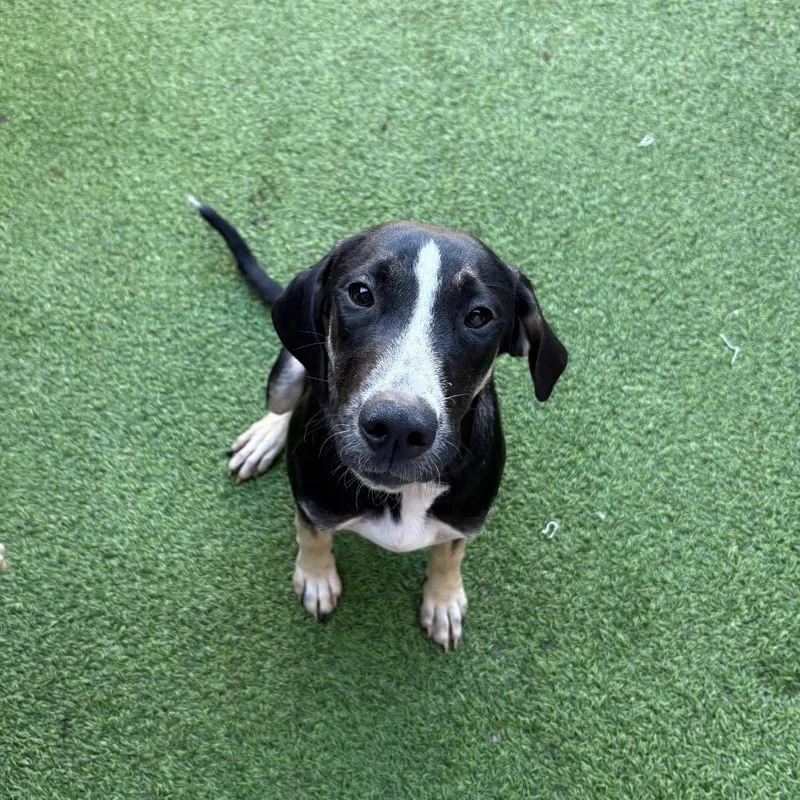 A baby medium-sized female Black Hound dog named Lucy for adoption in LOXAHATCHEE, FL