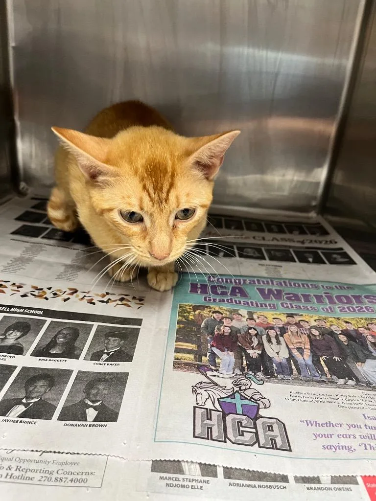 An adult large-sized female Domestic Short Hair cat named Helen for adoption in Hopkinsville, KY