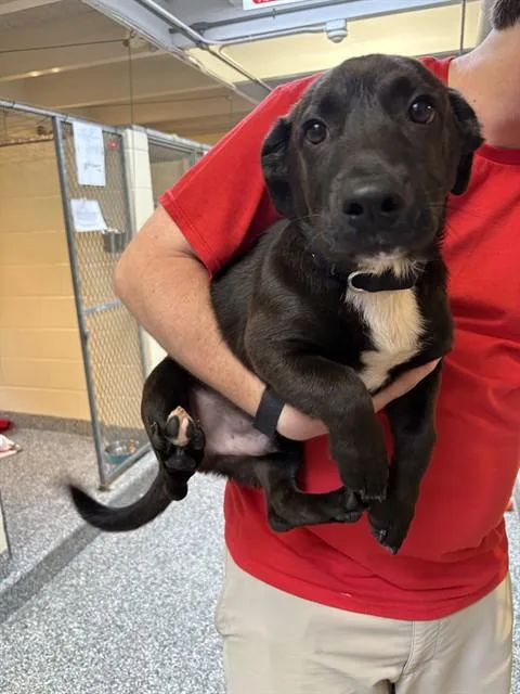 A baby medium-sized male Treeing Walker Coonhound dog named Dingwall for adoption in Brewster, MA