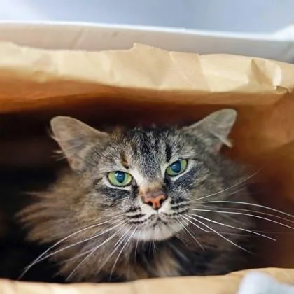 A young small-sized female Brown / Chocolate Domestic Long Hair cat named Maybelline for adoption in Atlanta, GA