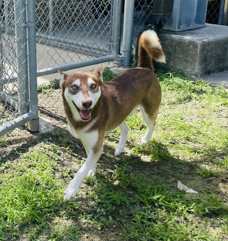 An adult medium-sized male Bicolor Siberian Husky dog named Stelios for adoption in Seabrook, TX