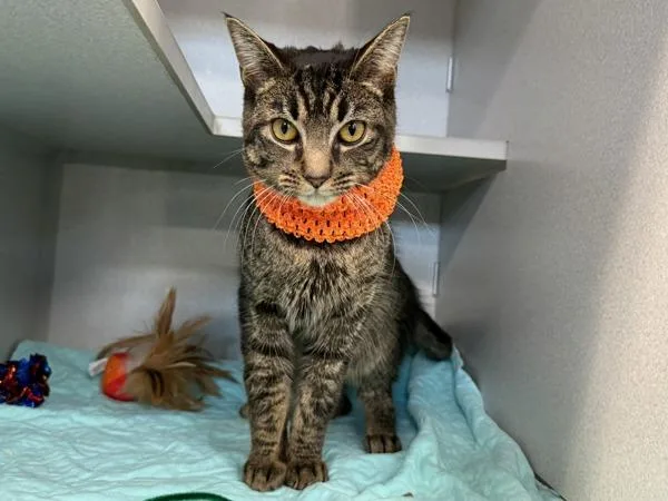 An adult medium-sized male Domestic Short Hair cat named Fritterbug for adoption in New York, NY