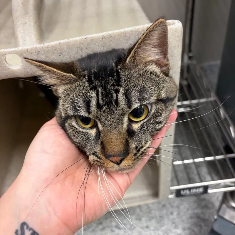 An adult medium-sized male Brown / Chocolate Domestic Short Hair cat named Talos for adoption in Reno, NV