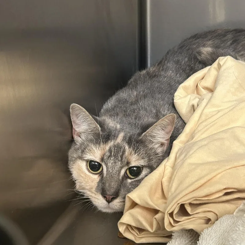A young medium-sized female Calico Domestic Short Hair cat named String Of Pearls for adoption in Charlottesville, VA