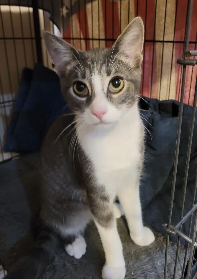 A baby small-sized male Domestic Short Hair cat named Mex for adoption in Loveland, OH